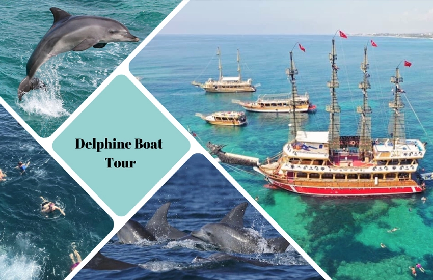 Dolphin Island Boat Tour