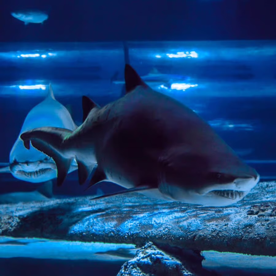 Antalya Aquarium from Side