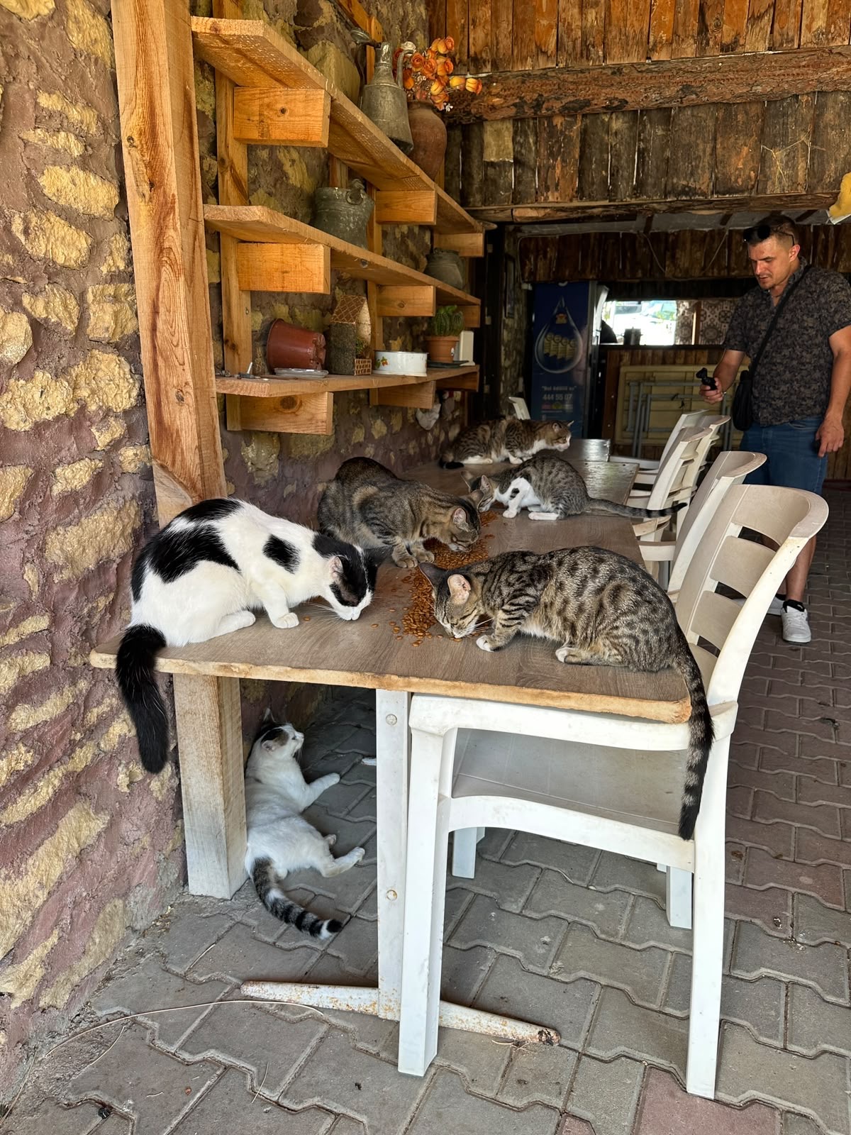 Doğa ve Patiler – Green Canyon, Green Lake ve Sokak Hayvanlarını Besleme Turu