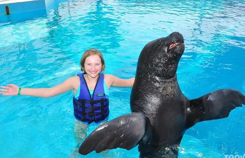Swimming with Dolphins